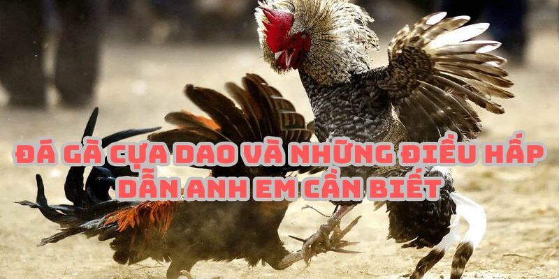 Xem các trận đấu đá gà cực kỳ mãn nhãn